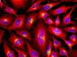 Functional beta-Tubulin Antibody, mAb (recombinant)